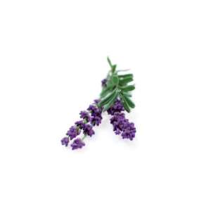 Lavendelpflanzenkapseln 3 Stück SGR30X3 52594153 Pflanzenanbau