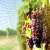 Springos bird net protecting grapes from birds