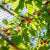 Springos bird net protecting cherries from birds