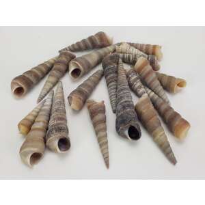 Hegyes szürke csiga 5-7cm 10dkg/csomag