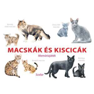 Macskák és kiscicák - Memóriajáték 45504863 Háziállatok, állatgondozás könyv