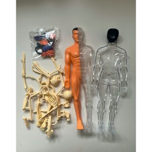 Anatómiai Modell - Emberi Test - Oktató Játék - 30cm 131547144 - Tudományos és felfedező játék