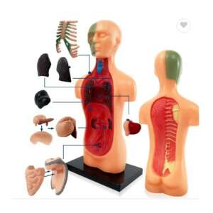 Emberi test - oktató játék és anatómia modell 78978459 Tudományos és felfedező játék