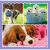 Trefl Puppy Puzzle: Collage of different puppy breeds