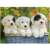 Ravensburger Puzzle 200 pieces, Puppies in a basket