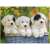 Ravensburger Puzzle 200 pieces, 3 cute puppies in a basket