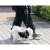 Person using PURLQV automatic retractable dog leash, black and grey, with a small white dog