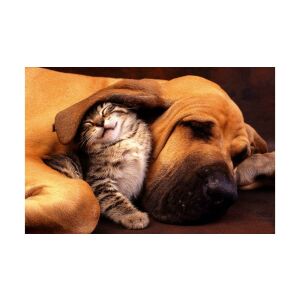 Clementoni Cica-Kutya Puzzle 500 Teile fertiges Bild - Clementoni Puzzle