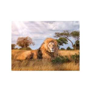 Clementoni A Király 1000-teiliges Puzzle mit einem majestätischen Löwen in der afrikanischen Savanne - Puzzle & Rätsel