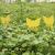 Yellow butterfly sticky traps in garden
