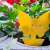 Yellow butterfly sticky trap in flower pot with geraniums