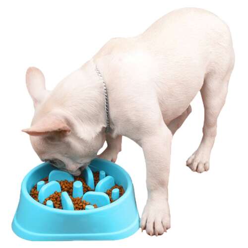 Куче яде от синя купа за бавно хранене