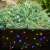 Solar flower string lights decorating a bush, multi-colored LED garden lights