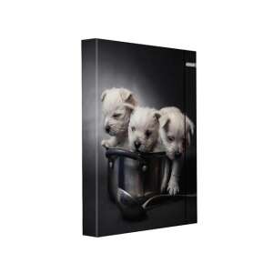 Spirit A/4-es füzetbox kiskutyusokkal fazékban mintával, iskolai kellékekhez - Füzetbox