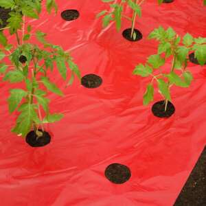 Red tomato weed barrier film, 0.95m x 10m, Nature brand, pre-perforated, for tomato plants - Gardening Tool