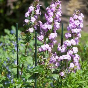 Suport pentru plante 1500/16 MM - țăruș din oțel acoperit cu plastic verde - NATURE 6040124 -