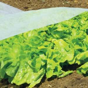 Weißes Frostschutzvlies bedeckt Salatpflanzen in einem Garten - Gartenbau