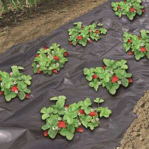 Nature 1.4 x 5 m black weed control fabric with strawberries growing through it - Gardening Tool