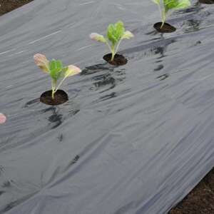 GREEN FLOOR 0,95 X 10 M - 20 MIKRON LDPE - großes Gemüse unter unkrautresistentem Mulch - NATURE 6030278 -