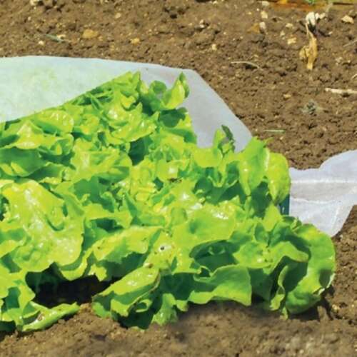White frost protection fabric covering lettuce plants in the garden