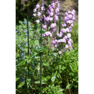 STAND PENTRU PLANTE 2100/16 MM - țăruș din oțel acoperit cu plastic verde - NATURE 6040127 -