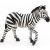 Figúrka Papo Zebra - Vzdelávacia hračka zviera pre deti