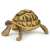 Hermann's tortoise figurine by Papo, a detailed and realistic toy for kids