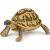 Papo Hermann's Tortoise Toy Figurine, detailed reptile model