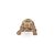 Papo Hermann's Tortoise Figure, collectible animal toy