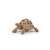 Hermann's tortoise figurine by Papo, side view