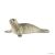Schleich Seal Figure - Educational Wildlife Toy