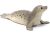 Schleich Seal 111877427