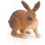 Papo Brown Rabbit Figurine, realistic animal toy for kids