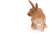 Papo Brown Rabbit Figurine, realistic animal toy for kids