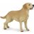 Detailed Papo Labrador Retriever toy, educational animal figure