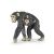 Detailed Papo Chimpanzee Mother with Baby Animal Figurine