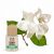 Ulei esențial SyS Aromas Gardenia 12ml cu floare de gardenie