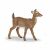White-tailed Deer Figurine 138552072