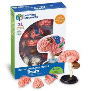 Az emberi agy modellje 56447292 Tudományos és felfedező játékok - 15 000,00 Ft - 50 000,00 Ft