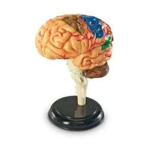 Human brain model, anatomical model of the human brain, educational toy for kids - Learning Resources