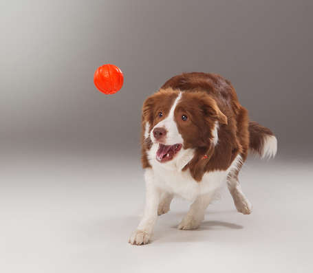 Liker narancssárga labda kutyáknak (5 cm) 31449710
