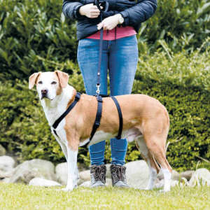Trixie masszív tartó hám kutyáknak (40-65 cm | 15 mm) 31450163 