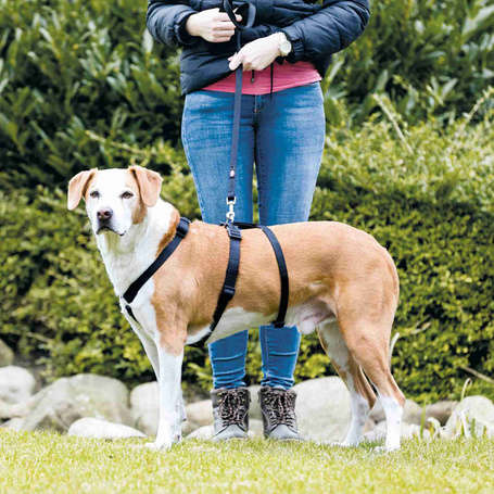 Trixie masszív tartó hám kutyáknak (50-75 cm | 200 mm) 31450164