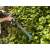 Woman using Gardena EasyCut Li-40 14.4V Cordless Hedge Trimmer to trim a hedge
