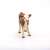 Papo Simmental calf figurine, realistic farm animal toy for kids