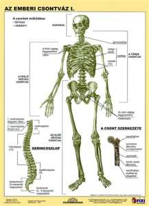 STIEFEL Schülerarbeitsblatt A4, STIEFEL "Das menschliche Skelett" 31550215 Bücher