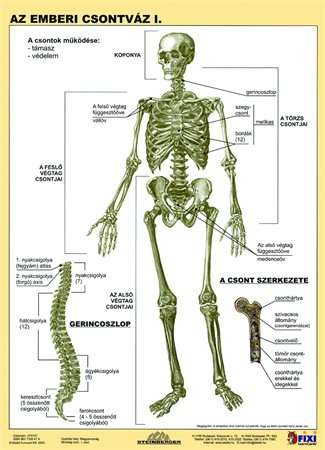 STIEFEL Schülerarbeitsblatt A4, STIEFEL "Das menschliche Skelett"