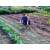 Person using bird net to protect vegetable plants from birds, 4x10m, green, strong, durable, weatherproof