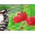 Heavy-duty Bird Netting 4x10 75393878