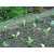 Bird net protecting vegetable plants from birds, 4x10m, green, strong, durable, weatherproof